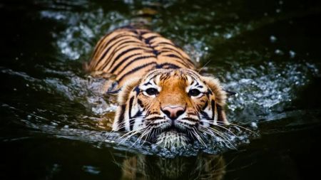 A Journey to Bardia: The Terrifying Reality of Human vs. Tiger!