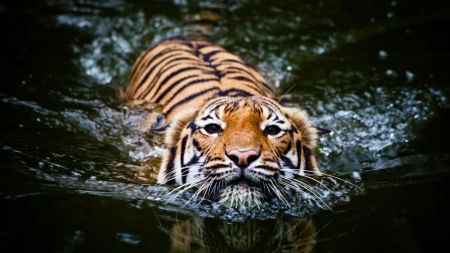 A Journey to Bardia: The Terrifying Reality of Human vs. Tiger!