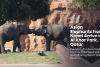 Nepal Gifts Two Asian Elephants to Qatar to Deepen Bilateral Ties
